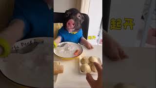 a pig using a spoon to eat. #viral #pig #eating #mukbang