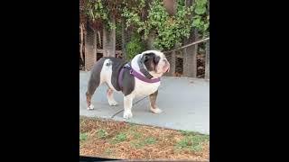 Owner spots his English bulldog on a walk and stops to talk to him.