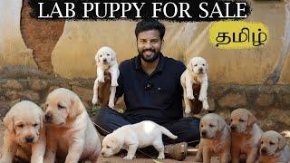 DOGS FOR SALES |Puppy sales|Dog kennel in Tamil Nadu |Labrador Tamil | puppy for sales| 6381065327