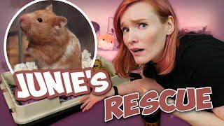 Hamster Left Behind in a Rat Cage! | Junie's Rescue Story | Munchie's Place