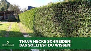 Thuja Hecke richtig schneiden | So schneidest du Thuja, Lebensbaum und Koniferen! Anleitung/Tutorial