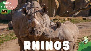 RHINOS | Learn All About Rhios | Animals for Kids | CuteKidsTV