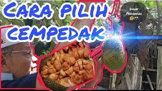 Cara petik cempedak || How to pick cempedak