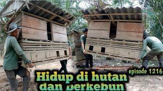 tenaga terkuras mengangkat dua kandang ayam jumbo warta petani muda hidup di hutan