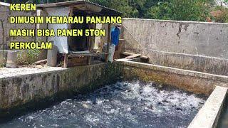 KEREN, DIMUSIM KEMARAU PANJANG MASIH BISA BUDIDAYA IKAN MAS PERKOLAM 5TON