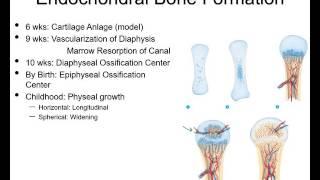 Fracture healing and repair pt 1 - basic science