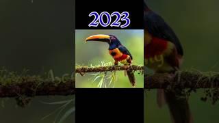 2023 Toucan and 5,000bce Toucan ||bce lion King ||#trendingshorts #youtubeshorts #shortsvideo