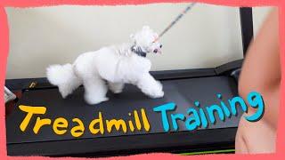 How I trained My Toy Poodle to use the Treadmill| The Poodle Mom