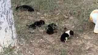 Abandoned, 4 newborn puppies tremble and cry loudly for their mother because of hunger and cold