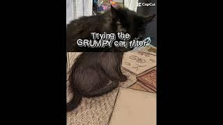 Grumpy black cat filter️ #cat #catvideos #catshorts #grumpycat #blackcat #theccu #cartoonnetwork