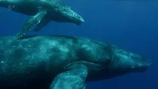 Humpback Whale Birth of a Giant !