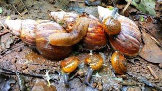 Hunting Snail! Berburu Keong Bekicot, Siput Gepeng, Siput Tanpa Cangkang, Dan Menemukan Kaki Seribu