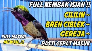 PANCINGAN KONIN GACOR FULL NEMBAK ISIAN TONJOLAN MEWAH, COCOK BUAT MASTERAN KOLIBRI NINJA BAHAN