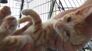 Kitten becomes so playful after his eyes are treated (INDY's Story)