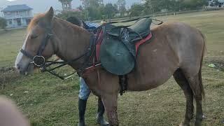 Testing something new with Manipur Pony #pony #horseriding #manipur