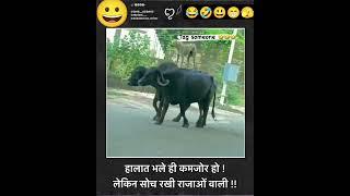 gali me Salman Khan Aaya hai #shorts #comedy #fanyvideo #animalfunnymoments