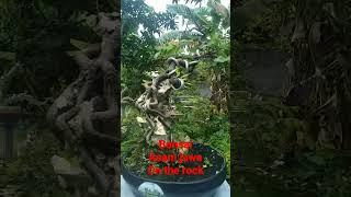 bonsai asam jawa on the rock meliuk