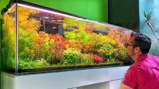 Beautiful Aquascape Store in Poland - Green Art 