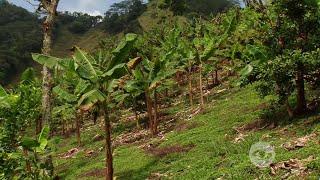 Aprenda cómo puede hacer productiva y rentable su explotación - La Finca de Hoy