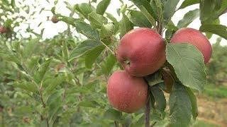 Az Év Agrárembere kitüntető díj - Feldolgozó-élelmiszeripar kategória