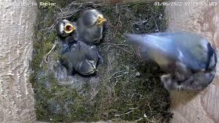 Nistkasten Rheine; Um 07:22 Uhr entfernte Mama Meise das am Vortag verendete Küken aus dem Nest