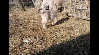 Iedut sanen metis Alpina, Little dwarf goat playing, #baby, #goat, #funnyvideo, #goat farm