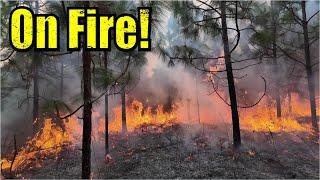 Forest Fires!  It's Time for Some Controlled Burning!