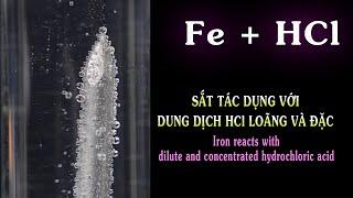 Fe + HCl. Iron reacts with dilute and concentrated hydrochloric acid