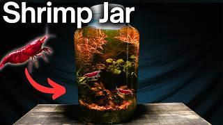 I Made a No-Filter Shrimp Jar Ecosystem, Here’s How!