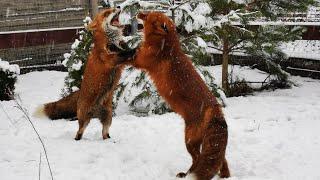 Two funny foxes enjoy running and playing in the snow