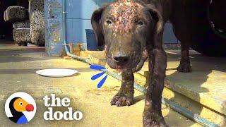 This Dog Transformation Is Everything | The Dodo