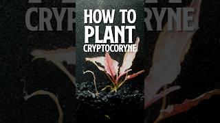 How to Plant Cryptocoryne | Cryptocoryne | cryptocoryne flamingo