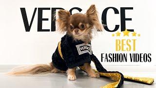 BEST Dog Fashion Videos 