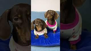 TWIN DACHSHUNDS LOVE EACH OTHER #shorts