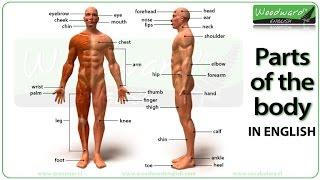 Parts of the body in English | Learn English vocabulary | ESOL Parts of the body with pictures