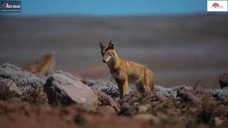 Visit Oromia-BALE MOUNTAINS NATIONAL PARK