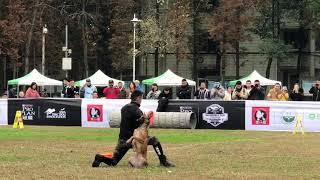 Freestyle 1stPlace董逸DongYi &Linglong | 2019 USDDN China Qualifier/Asia DiscDog Championship(ADDC)