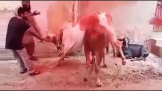 #bachra aisy giraty hai #eid2023 #eidmubarak #qurbanicollection #viral #mustwatch #qasai #shorts