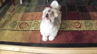 Cody the Screaming Dog Remix