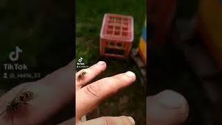 пчёлы и осы