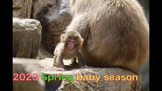 赤ちゃん2023 New baby 2023    #snowmonkey #snowmonkeypark #ニホンザル #地獄谷野猿公苑　#spring #baby #春　#赤ちゃん