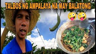 TALBOS NG AMPALAYA AT BALATONG NAPAKASARAP NA GINISA