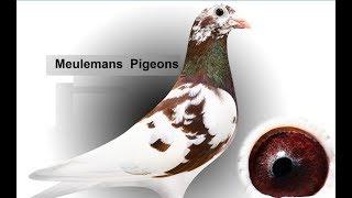 Meulemans Racing Pigeons