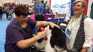 Prepping a Standard Poodle for Asian Fusion and Clipper Tips with Lisa Leady and Sue Watson