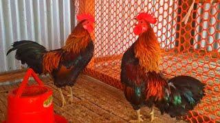 Jungle fowl rooster crowing sound effect