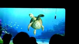 Crush Turtle Talk at Disneyland California Adventure