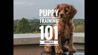 Puppy Training 101: Week 1 & 2