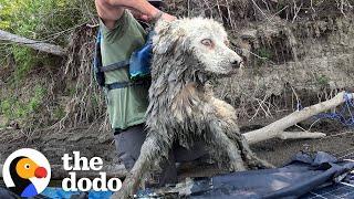 Guy Finds A Senior Dog Trapped Under A Log | The Dodo