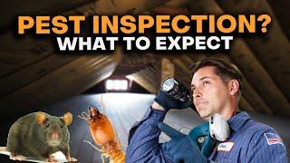 What Happens During A Pest Inspection?