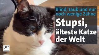 Stupsi, die älteste Katze der Welt – wohnhaft in Altötting | Abendschau | BR24
